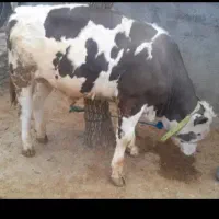 گوشت گوساله لاکچری