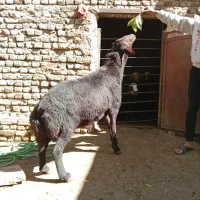 قوچ غزل|حیوانات مزرعه|زند, |دیوار