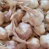 سیر درجه یک فروش به علت کمبود جا