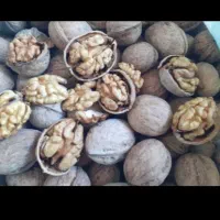گردومغزسفید