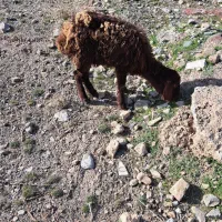 بره ماده|حیوانات مزرعه|نیشابور, فضل|دیوار