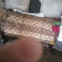 نی چیت دست دوم احتیاج به تعمیر داره