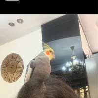 یک جفت عروس هلندی