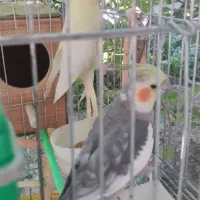 یک جفت عروس هلندی