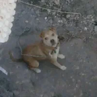 سگ توله پیتبول ماده