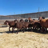 فروش بره ماده هترو