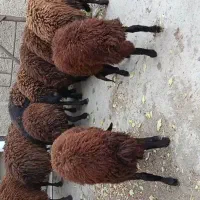 بر نرافشاری