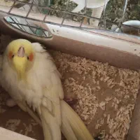 فروش عروس هلندی مولد|پرنده|اصفهان, ارداجی|دیوار