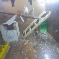 فنچ مولد واقعی با تخم و جوجه|پرنده|خرم‌آباد, |دیوار