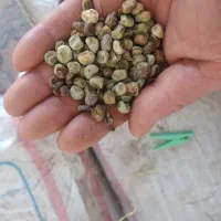 بذر نخود فرنگی بوجار نشده
