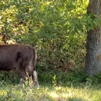 گاو همراه گوساله|حیوانات مزرعه|شاهرود (اردبیل), |دیوار