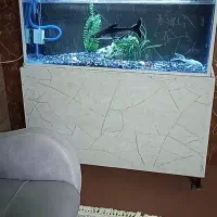 آکواریوم و ماهی