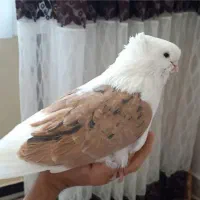 کبوتردوکتی شبیه عکس بال تخت