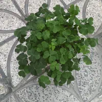 گل گندمی،نخل مرداب،الوورا،اگزایلس سبز و بنفش|گل و گیاه طبیعی|تهران, زهتابی|دیوار