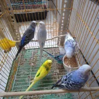 تعدادی مرغ عشق سرحال