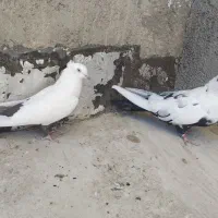 نر و ماده دمی|پرنده|بروجرد, |دیوار