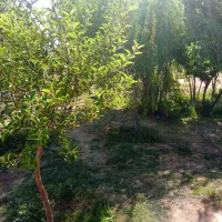 گیا جار خرمن‌کوب شده