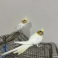 عروس هلندی