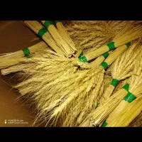 یه دسته بزرگ گندم خشک