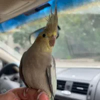عروس هلندی نر