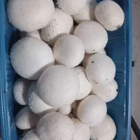 پخش قارچ