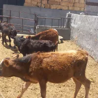 ۹راس گوساله دورگ ماده|حیوانات مزرعه|جعفرآباد, |دیوار