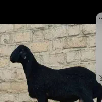 گوسفند زنده در گلستان  رباط کریم نسیم شهر
