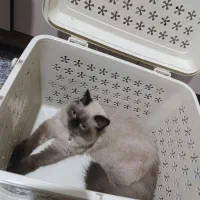 گربه پرشین وهیمالین دونژادس|گربه|ری, دیلمان|دیوار