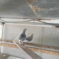 نر و ماده جان آردن