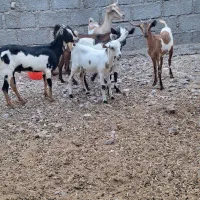 کهره|حیوانات مزرعه|بندرلنگه, |دیوار