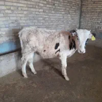 سلام گوساله هلشتاین نر