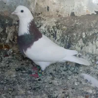 کفتر یا کبوتر