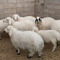 بره  فروشی|حیوانات مزرعه|فردوس (خراسان), |دیوار