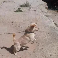 پاکوتاه نر