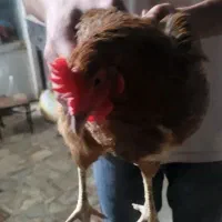 مرغ