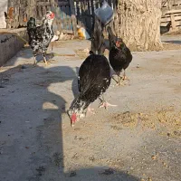 خروس گلین|حیوانات مزرعه|شیراز, گویم|دیوار