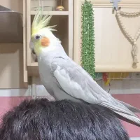 یک جفت عروس هلندی سخنگو