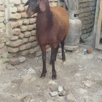 گوسفند|حیوانات مزرعه|نگین شهر, |دیوار