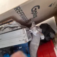 کفتر کبوتر گرفتنی برج