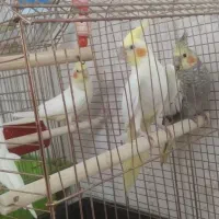 جوجه عروس هلندی|پرنده|بروجرد, |دیوار