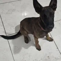 سگ مالینویز|سگ|بندرعباس, |دیوار