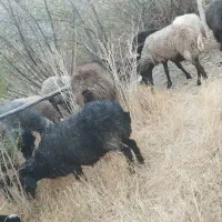 میش آبستن و بره دار