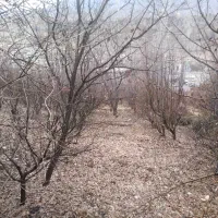 باغ|فروش زمین و ملک کلنگی|سی‌سخت, |دیوار