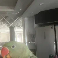 گمشده شاه طوطی