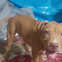 سگ گمشده پیت بول