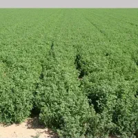 یونجه رنجر آمریکایی اصل