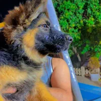 فروشی ژرمن شپر شولاین بلک فیس|سگ|صباشهر, |دیوار