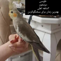 عروس هلندی وکوتوله برزیلی هشترود|پرنده|هشترود, |دیوار