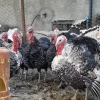 بوقلمون نرو ماده  ۸ ماهه|حیوانات مزرعه|جغتای, |دیوار