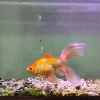 آکواریوم کامل